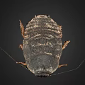 Detailed Cockroach View on Black Background Showing Exoskeleton Legs and Antennae