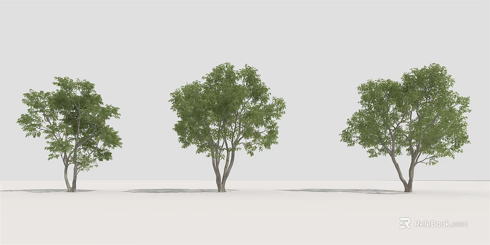 Three Green Leafy Trees With Slender Trunks On White Background 3d model