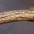 Natural Wooden Log with Rough Bark Texture and Authentic Wood Grain Details