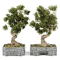 Bonsai Plants In Stone Pots With Twisted Trunks And Lush Green Leaves