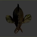 Colorful Brown And Red Fish With Scales And Fins On Gray Background