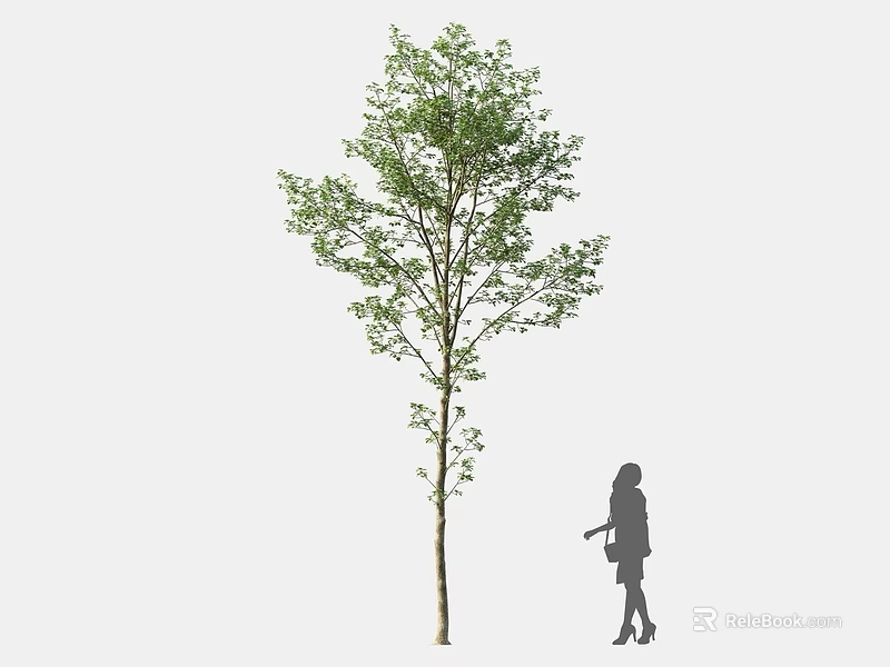 Tall Tree With Lush Green Foliage And Female Silhouette Standing Nearby 3d model 