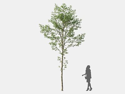 Tall Tree With Lush Green Foliage And Female Silhouette Standing Nearby 3d model