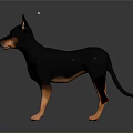 Black And Brown Doberman Figurine With Small Spider On Gray Background