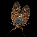 Detailed Cicada With Transparent Wings And Brown Body On Black Background