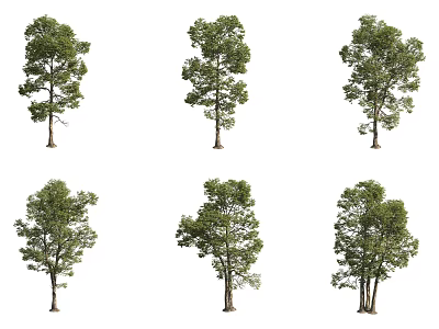 Various Arbor Trees With Different Green Foliage And Single Trunk Shapes 3d model