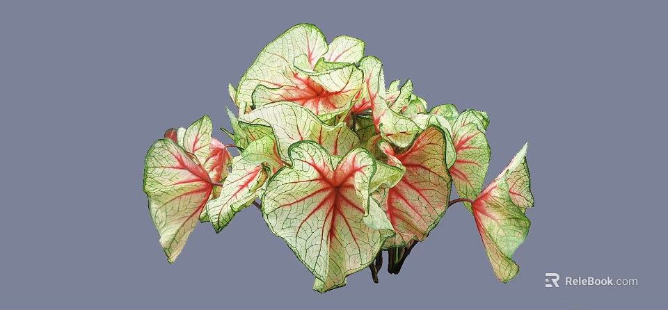 Vibrant Garden Shrub With Green And Red Variegated Veined Leaves 3d model 