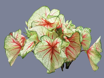 Vibrant Garden Shrub With Green And Red Variegated Veined Leaves 3d model