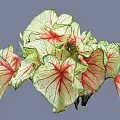 Vibrant Garden Shrub With Green And Red Variegated Veined Leaves