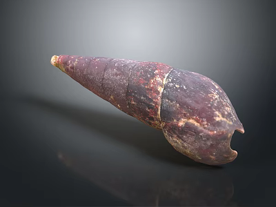 Deep Red Brown Aquatic Animal Conch Shell With Textured Surface On Dark Background 3d model