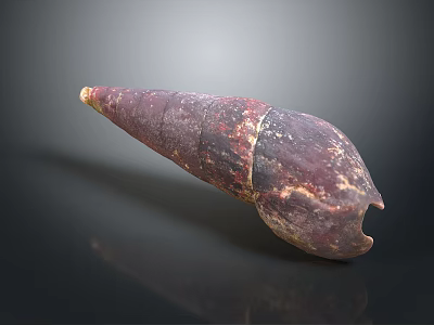 conch bone snail field snail shellfish marine animal fish freshwater fish marine fish animal 3d model