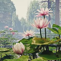 Beautiful Pink Lotus Flowers With Green Lily Pads On Calm Water Surface