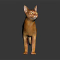 Elegant Orange Cat Standing on Reflective Floor with Gray Background 3d model