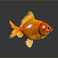 Orange Goldfish with Yellow Fins and Tail on Gray Background Showing Clear Reflection
