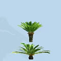 Lush Tropical Cycad Trees With Green Feathery Fronds And Thick Trunks