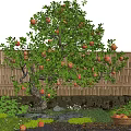 Fruit Bearing Tree with Green Leaves Red Fruits Bamboo Fence and Fruit Basket in Garden