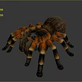 Realistic Tarantula Spider With Orange And Black Striped Legs On Dark Background