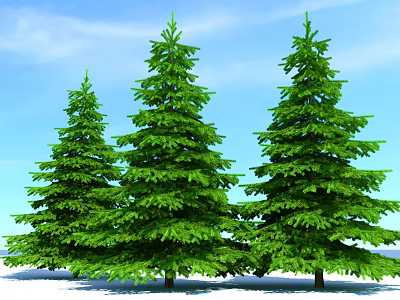 Tall Green Evergreen Trees Standing Against Clear Blue Sky With Snowy Ground 3d model