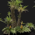 Various Sizes of Cycad Plants with Thick Trunks and Lush Green Pinnate Leaves
