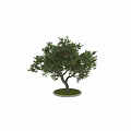 Lush Fruit Tree With Red Fruits Green Leaves Thick Trunk And Green Grass