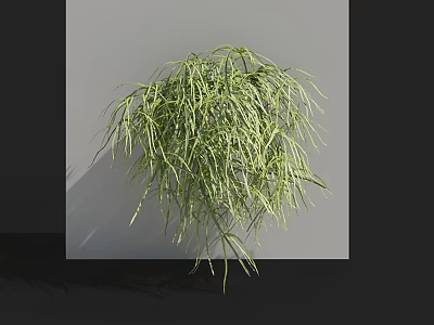 Lush Green Shrub With Long Slender Leaves For Garden Landscape Decor 3d model
