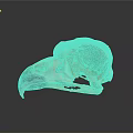 Animal Bird Skull With White Bone Dark Beak And Reflection On Gray Background