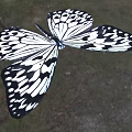 Black and White Butterfly With Open Wings Flying Near Tree Branches in Blue Sky