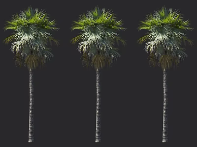 Three Tall Palm Trees With Slender Trunks And Lush Green Fronds Against Dark Background 3d model