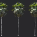 Three Tall Palm Trees With Slender Trunks And Lush Green Fronds Against Dark Background