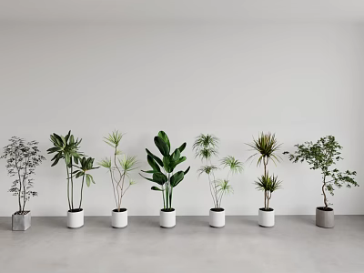Various Potted Plants Arranged In A Row With White And Gray Pots In Minimalist Interior 3d model