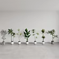 Various Potted Plants Arranged In A Row With White And Gray Pots In Minimalist Interior