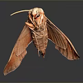 Brown Moth With Extended Antennae And Open Wings On Gray Reflective Surface 3d model