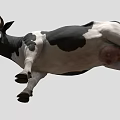 Black And White Spotted Cow Standing Isolated On Gray Background 3d model