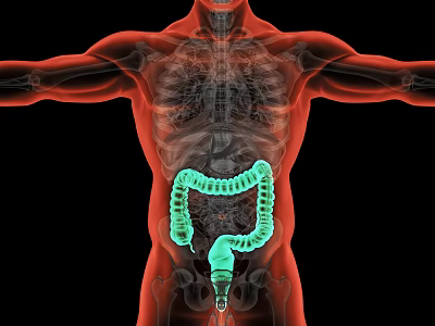 Modern X-ray Human Colon Light Human Colon 3d model Modern X-ray Human Colon Light Human Colon 3d model