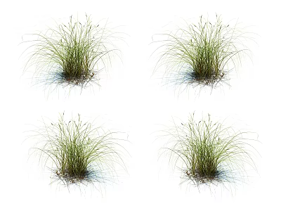 Four Clumps Of Green Ornamental Grass With Slender Leaves On White Background 3d model