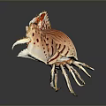 Red And White Patterned Crab With Large Claws Shiny Shell And Reflection On Smooth Surface 3d model
