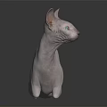 Hairless Sphynx Cat With Green Eyes Sitting On Shiny Surface Against Dark Background