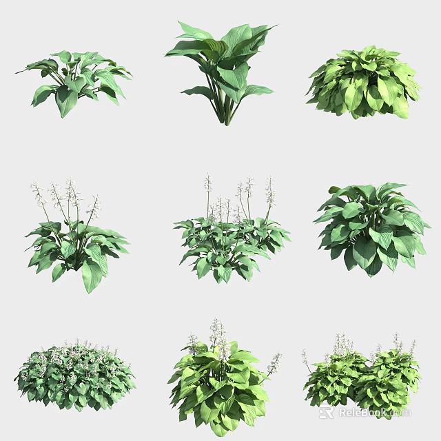 Different Types of Green Leafy Herbaceous Plants for Garden Decoration and Landscaping 3d model 