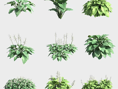 Different Types of Green Leafy Herbaceous Plants for Garden Decoration and Landscaping 3d model