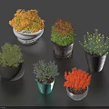 Colorful Bonsai Plants in Various Pots with Vibrant Foliage for Indoor Decoration