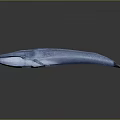 Realistic 3D Rendered Blue Whale with Sleek Body on Dark Background and Reflection