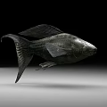 Aquatic Fish With Metallic Texture Detailed Fins Tail On Black Background Gray Surface
