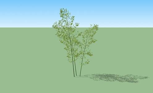 Bamboo 3d model