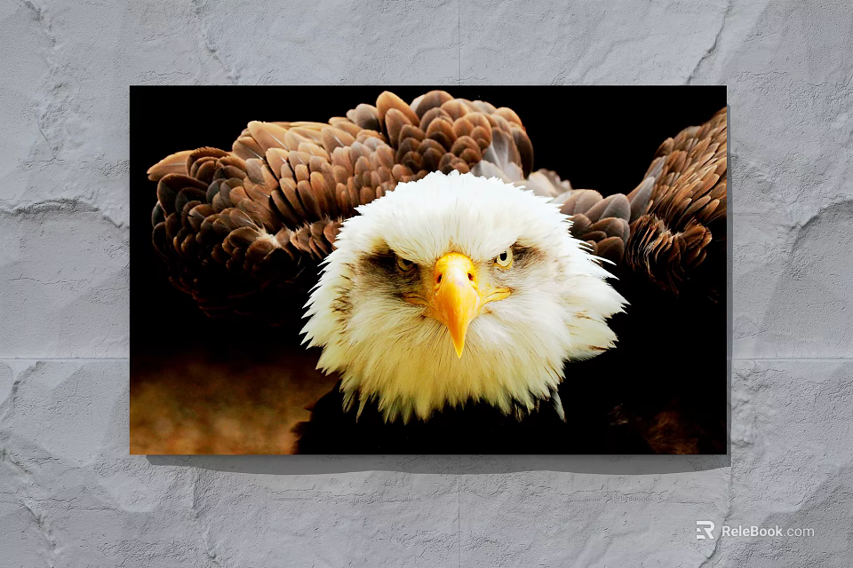 Close Up View Of Bald Eagle Head With Yellow Beak And Open Wings 3d model 