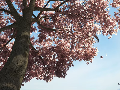 Cherry Blossom Tree With Pink Flowers Against Blue Sky And Falling Petals 3d model