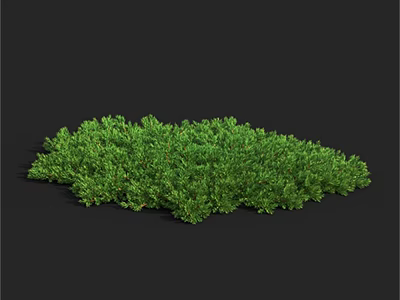 Lush Green Dense Shrub With Vibrant Foliage For Outdoor Garden Landscaping Design 3d model