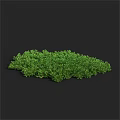 Lush Green Dense Shrub With Vibrant Foliage For Outdoor Garden Landscaping Design