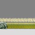 White Flowers And Yellow Wheat Ears With Green Stems Arranged In A Decorative Row