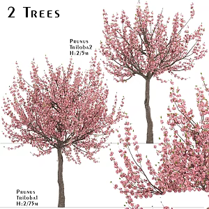 Modern gardening sketch landscape tree plum garden outdoor 3d model
