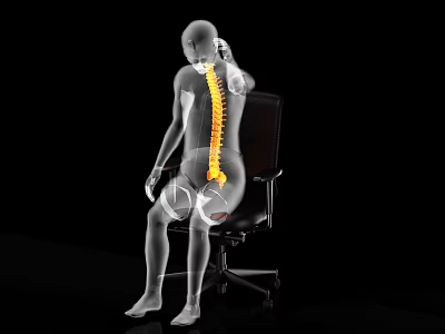Human Limbs Organs Anatomical View In Sitting Posture With Spine 3d model